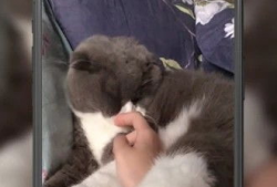 关于猫的短视频,短视频里的猫界奇闻趣事
