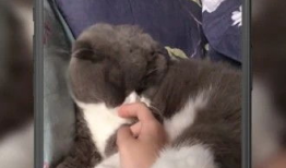 关于猫的短视频,短视频里的猫界奇闻趣事