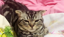 萌喵短视频,治愈系萌宠瞬间，带你领略喵星人的魅力