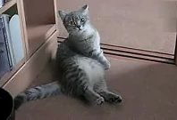 萌喵短视频,治愈系萌宠瞬间，带你领略喵星人的魅力