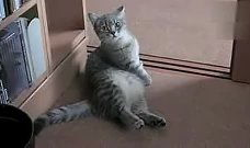 萌喵短视频,治愈系萌宠瞬间，带你领略喵星人的魅力