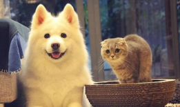 宠物短视频,短视频里的欢乐时光