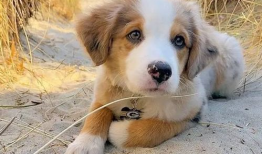 宠物短视频,短视频里的欢乐时光