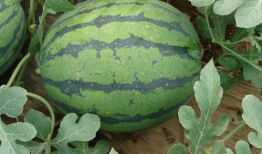 吃瓜爆料比较准的yxh,吃瓜爆料，权威yxh带你直击真相现场